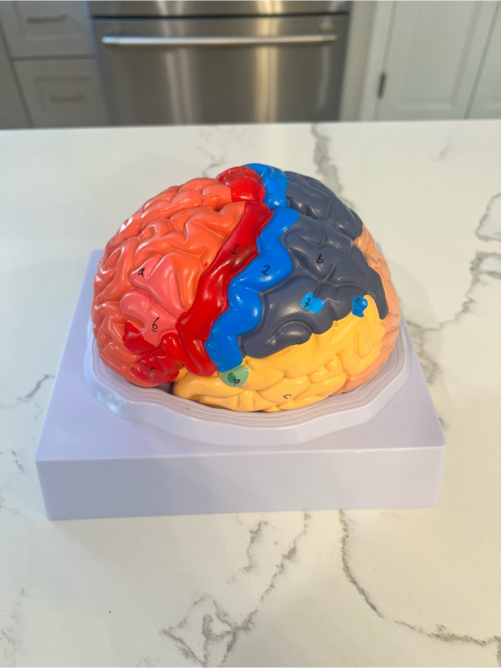 Colorful Anatomical Brain Model - Educational Display numbered for reference